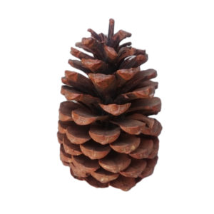 Dekozapfen Naturzapfen ca. 18 cm 2 Stück